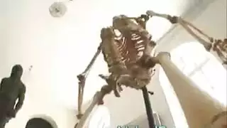 مراهقة تونسية تُمارس الجنس في مؤخرتها الضيقة