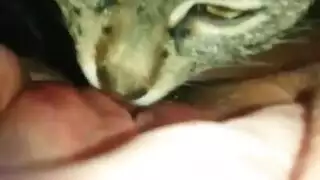 furry porn: licking and moaning