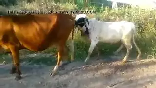 جنس وحوش الحظيرة: فيديو حيواني xxx