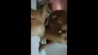 ثنائي عربي إباحي: جماع حميمي و عبادة للثدي