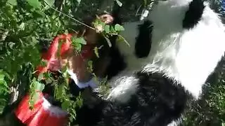 وحش غير مروض: سكس حيواني خلفي متوحش