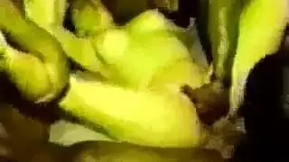 فيلم للكبار لثدي ضخم